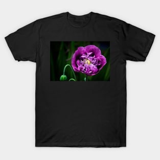 Pretty Purple Poppy Flower T-Shirt